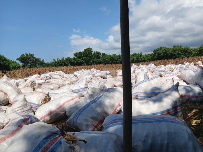 Solar Langka, Pemipilan Jagung Terhambat, Petani di KLU Khawatir Kualitas Jagung Rusak