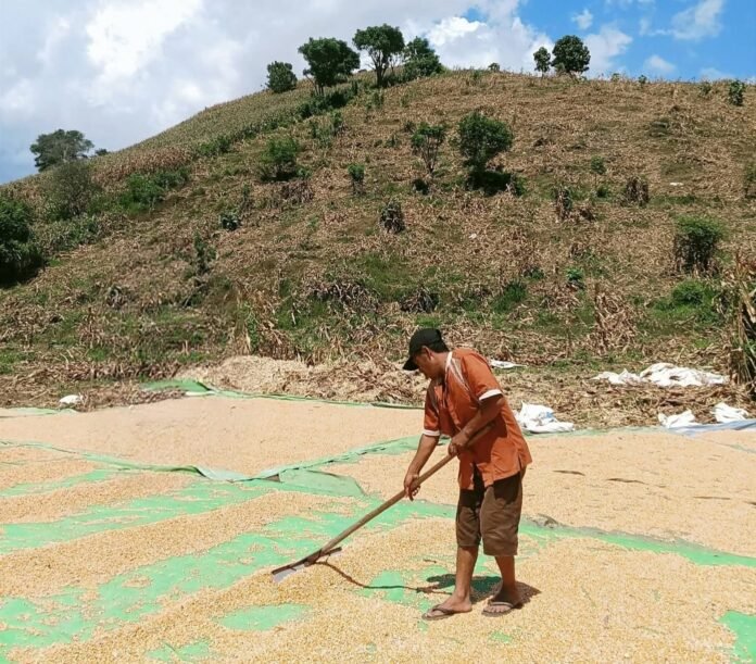 Petani Keluhkan Syarat Penjualan Jagung