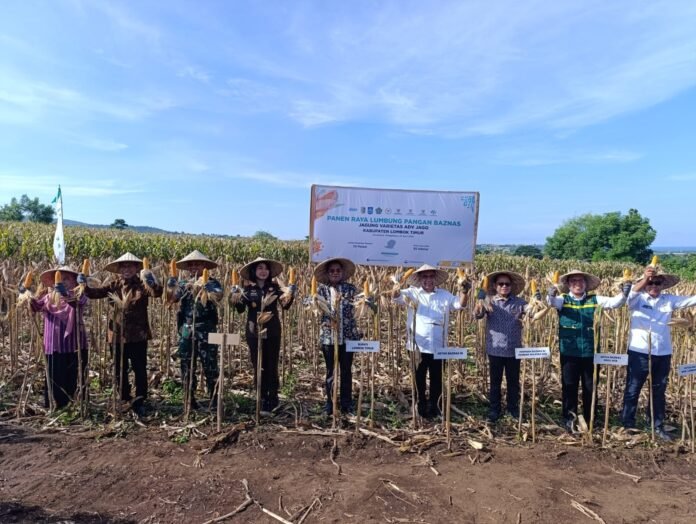 Panen Raya Jagung Baznas, Wujud Ketahanan Pangan dan Kesejahteraan Umat
