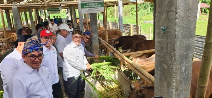 Baznas RI Salurkan Dana Zakat Jadi Ternak Sapi di Lombok