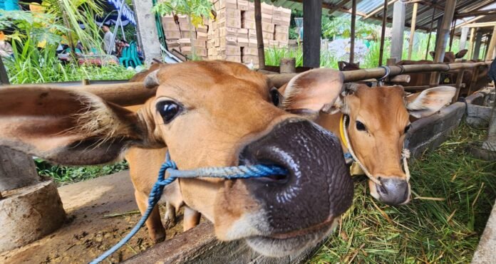 Untuk Kurban, 24.000 Ekor Sapi NTB Sudah Dikirim ke Luar Daerah