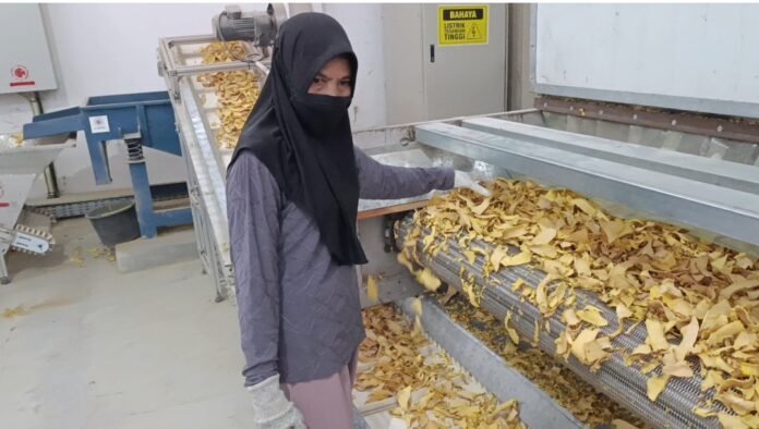 Ekspor Produk Porang Lotim ke Cina Terkendala Izin