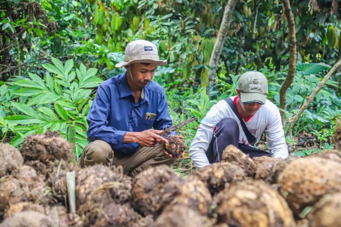Petani Porang Tersenyum, Harga Tembus Rp10 Ribu per Kilogram