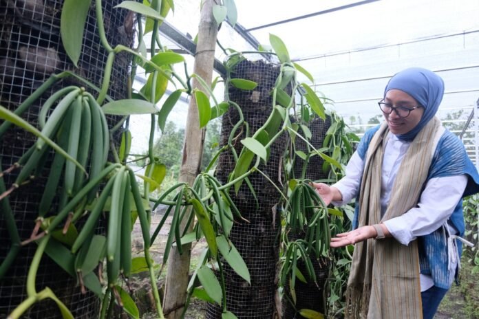 Produksi Vanili Organik NTB Anjlok Diserang Penyakit