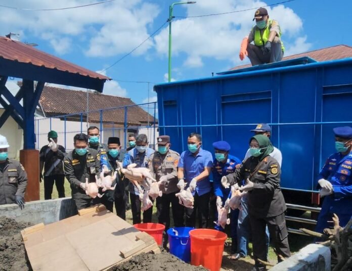 Karantina NTB Musnahkan 5,9 Ton Daging Ayam Tidak Layak
