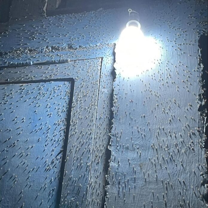 Wereng Serbu Permukiman Warga di Bima