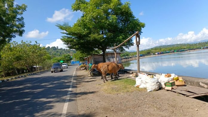 Ternak Berkeliaran di Jalan Bahayakan Pengendara