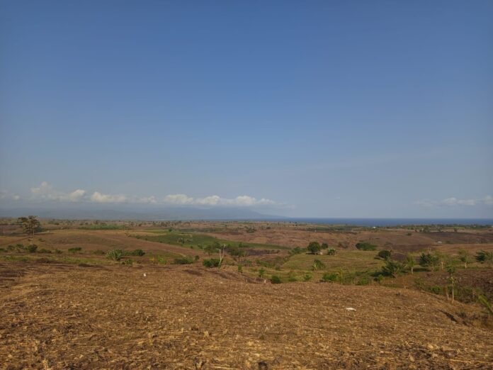 Produksi Jagung Diprediksi Menurun