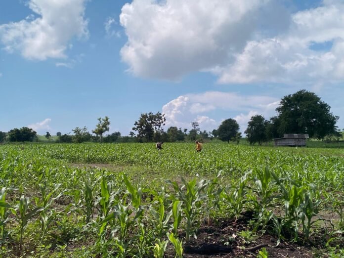 113 Ribu Hektare Lahan Kering di Lotim Ditanami Tanaman Musiman