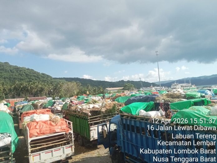 Kurang Kapal Pengangkut Sapi, Peternak NTB Minta Perhatian Presiden