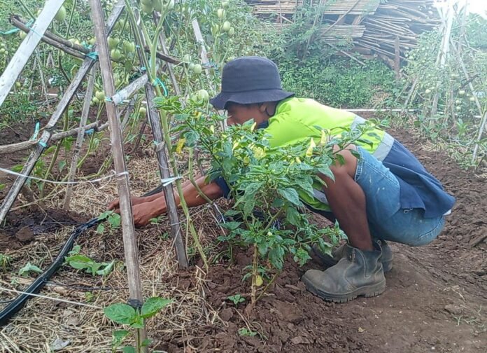 Irigasi Tetes, Harapan Baru Petani Ketangga Lombok Timur di Musim Kemarau