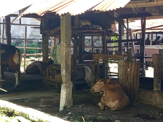 Jelang Iduladha, Tim Kesehatan Hewan Disiagakan Awasi Penjualan Kurban di Mataram