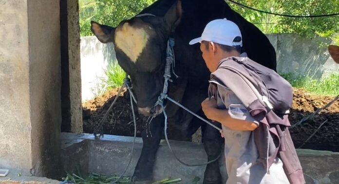 Sapi Kurban Presiden Berbobot 952 Kg Siap Dikurbankan di Lotim