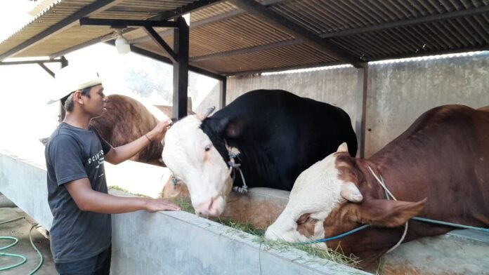 Presiden Prabowo Pesan Sapi Kurban Berbobot 1,030 Ton di Lobar