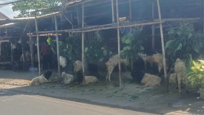 Lapak Kurban Bermunculan, Pemkot Mataram Minta Pedagang Utamakan Ketertiban