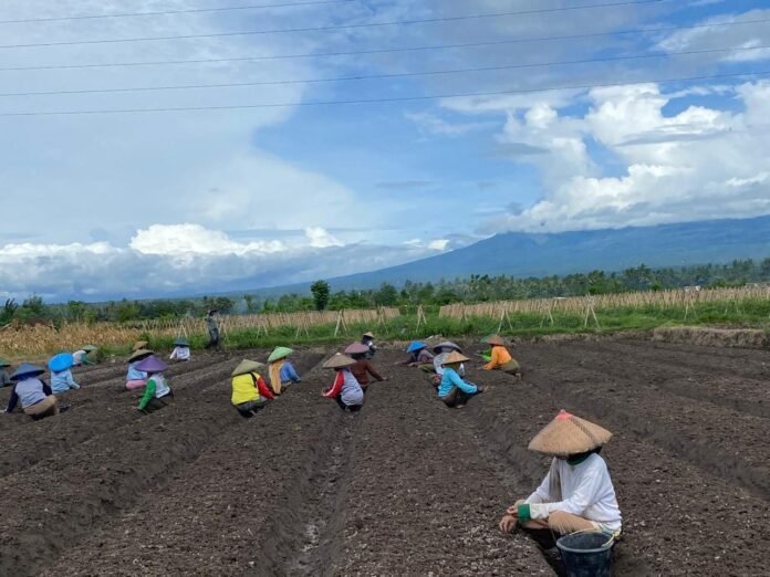 Sektor Pertanian Lotim Jadi Penyumbang Tertinggi Pertumbuhan Ekonomi