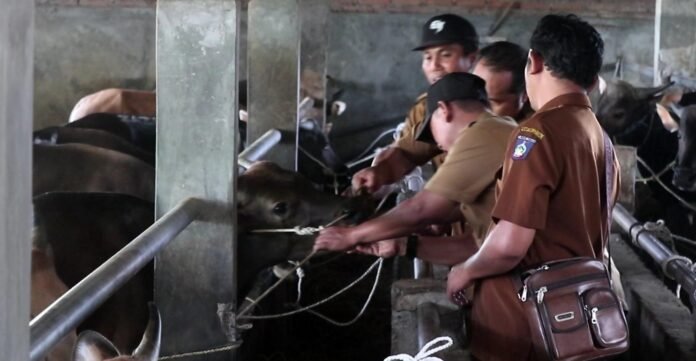 Stok Hewan Kurban di Loteng Aman