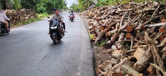Di Balik Kejayaan Tembakau Lombok, Ancaman Pohon dan Hutan Kian Nyata