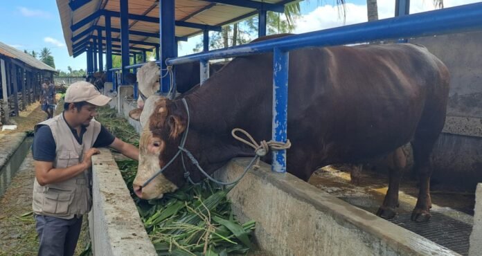 Bagonk, Sapi Kurban Presiden Prabowo dari Loteng