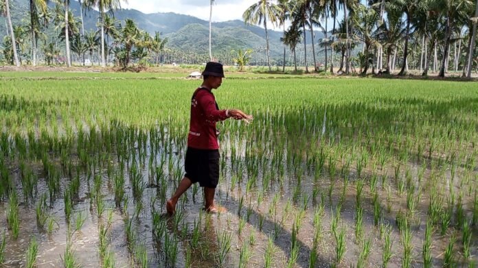 Kisah Para Petani di Banyu Urip, Hasil Panen dan Penghasilan Meningkat Berkat Irpom