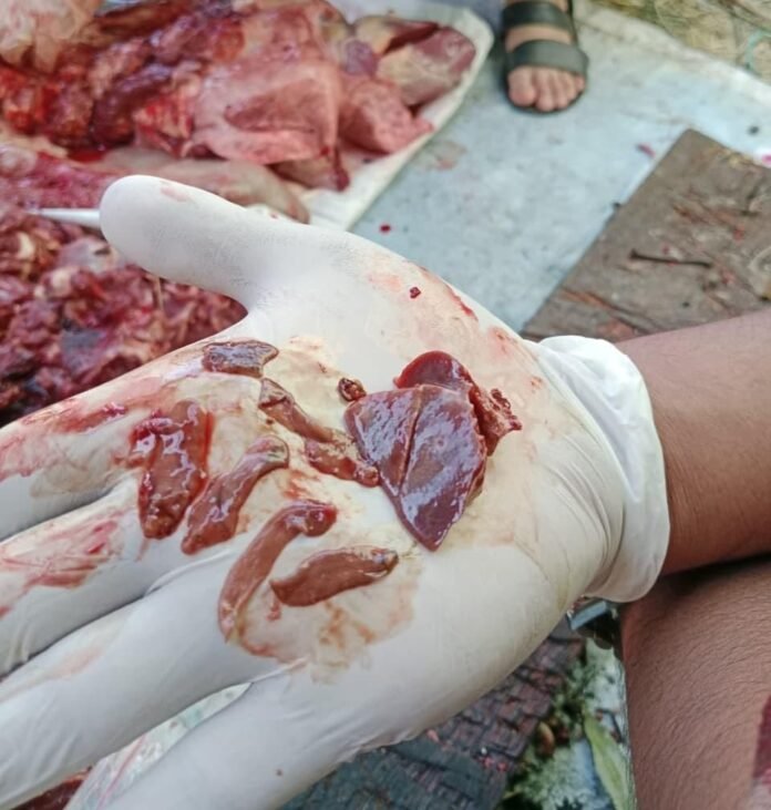 Petugas Temukan Hewan Kurban di NTB Terkena Cacing Hati