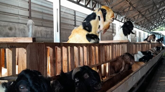 Permintaan Hewan Kurban di Lobar Meningkat