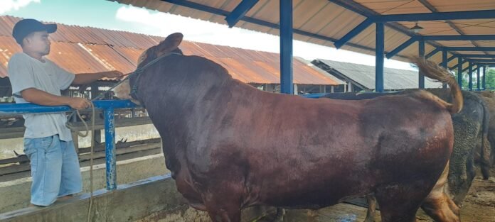 Harga Hewan Kurban Membaik, Peternak Kian Semangat