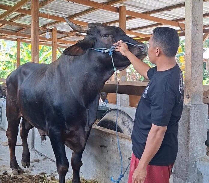 Hewan Kurban Presiden di Dompu Seberat 793 Kilogram