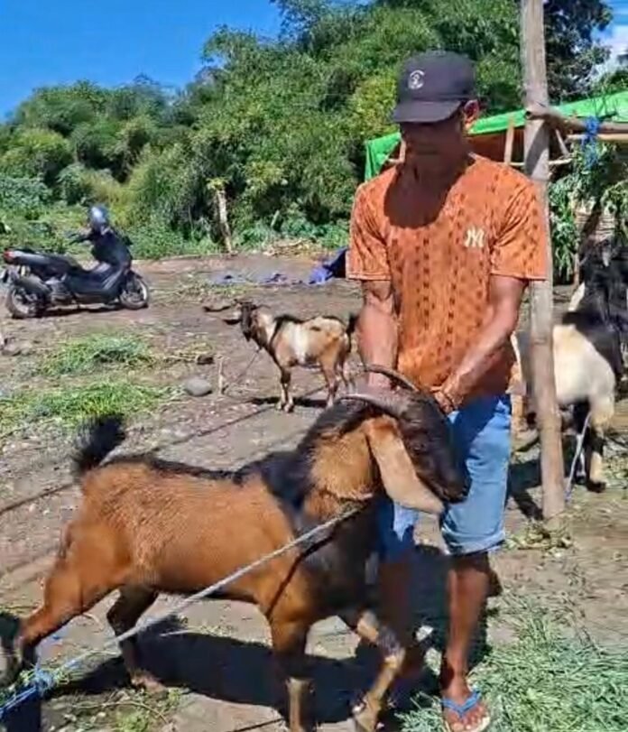Jelang Iduladha, Permintaan Hewan Kurban Meningkat