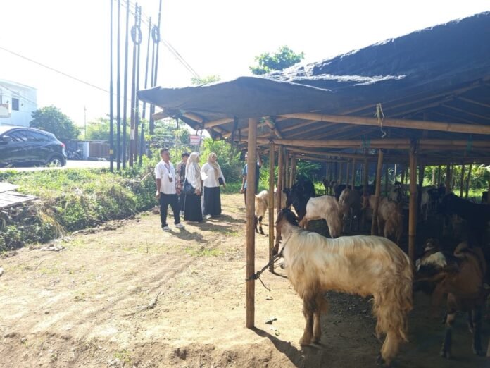Satpol PP Mataram Ancam Tindak Pedagang Hewan Kurban di Trotoar