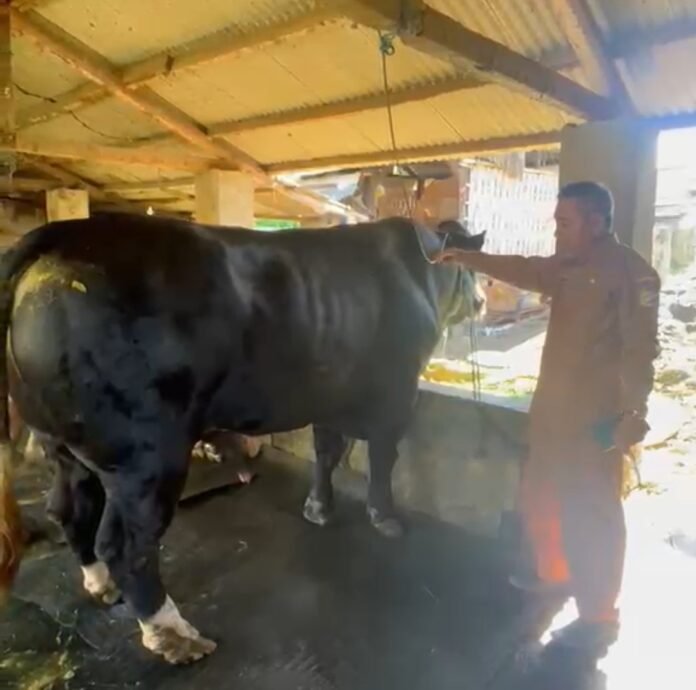 Sapi Kurban Presiden Prabowo di Lombok Timur Berbobot 1 Ton, Kadisnak: Tidak Mudah Memelihara Sapi Besar