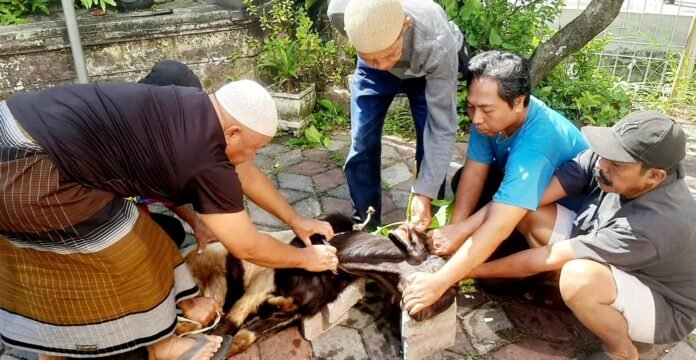 STIE AMM Mataram Tebar Semangat Berbagi di Iduladha 1447 H melalui Pemotongan Hewan Kurban