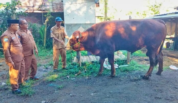 Pemkot Bima Awasi 166 Hewan Kurban