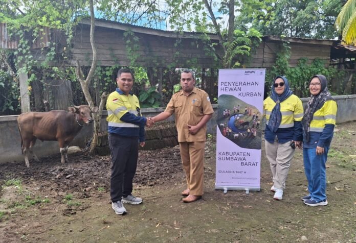 Iduladha 2026, AMMAN Salurkan Ratusan Hewan Kurban, Perkuat Silaturahmi dan Pemberdayaan Masyarakat di NTB