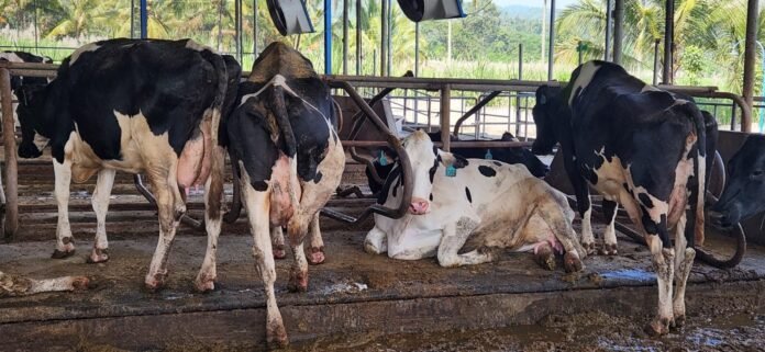 Program Pengembangan Sapi Perah di NTB Tak Berlanjut