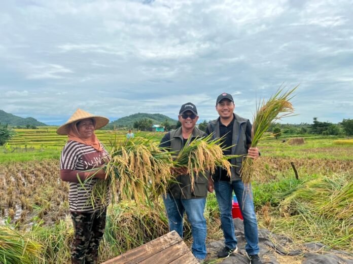 Panen Kedua Jadi Andalan, Bulog NTB Percepat Penyerapan Gabah Petani