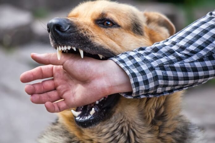 Selama Januari – Mei, 185 Kasus Gigitan Anjing di Bima