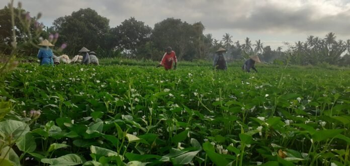 Emas Hijau di Petakan Sawah : Kisah Sukses Petani Kangkung di Lombok