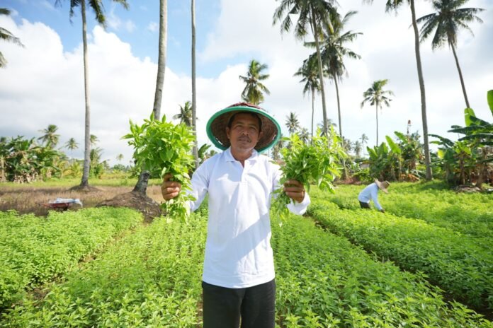 Mengubah Cangkul Menjadi Harapan: Kisah Inspiratif Edi Berawal Menggarap Lahan Orang hingga Miliki Tanah Sendiri Berkat KUR BRI
