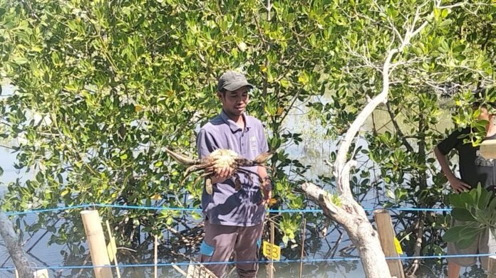 Agus Alwi, Sang Penjaga Mangrove di Sekotong Lombok Barat