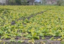 Tantangan Cuaca Ekstrem, Petani Tembakau Diingatkan Tidak Salah Cara Budi Daya Tantangan Cuaca Ekstrem, Petani Tembakau Diingatkan Tidak Salah Cara Budi Daya