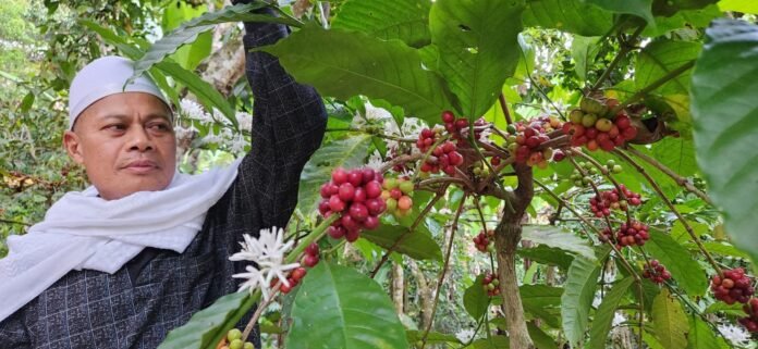 Harga Kopi di Tingkat Petani Naik 100 Persen