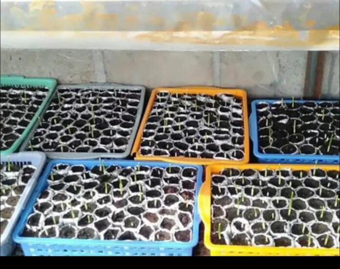 Wujudkan “Kabupaten Kurma”, KLU Bentuk Tim Percepatan dan Siapkan Demplot 2 Hektare