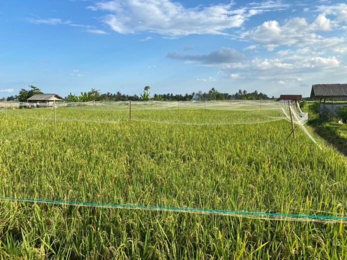 Target Tanam 62 Ribu Hektare, Pemkab Lotim Siapkan Strategi Hadapi El Nino