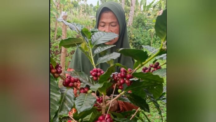 Budi Daya Kopi di Lotim, Potensi Besar tapi Masih Banyak Terjerat Ijon