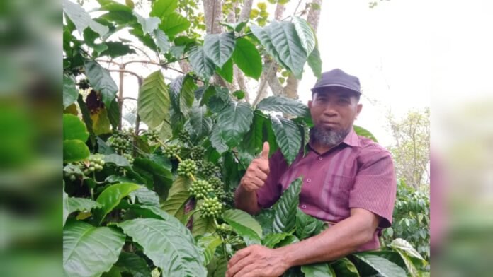 Harga Melonjak, Produksi Kopi Tambora Menurun