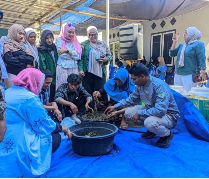 Rumput Laut Bisa Disulap Jadi Pupuk Organik Cair