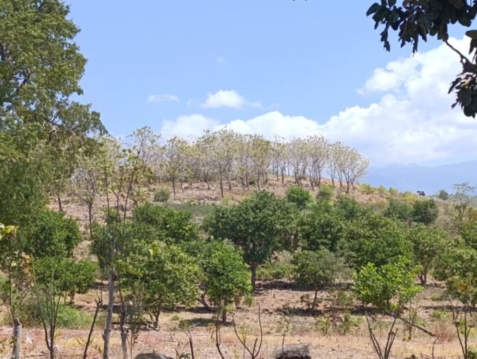 Dikhawatirkan Makin Rusak, Belum Ada Solusi Penanganan Hutan Sambelia