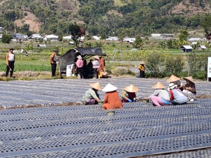 Tak Hanya Andalkan Sembalun, Lotim Siapkan Tujuh Kecamatan Jadi Sentra Bawang Putih