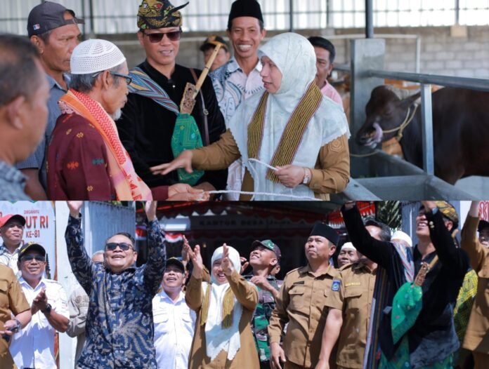 Puncak HUT Me-76 Dihadiri Wabup Lobar, Pemdes Jagaraga Luncurkan Penggemukan Sapi Program Desa Berdaya